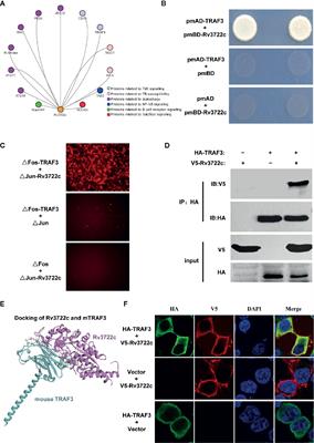 Rv3722c Promotes Mycobacterium tuberculosis Survival in Macrophages by Interacting With TRAF3
